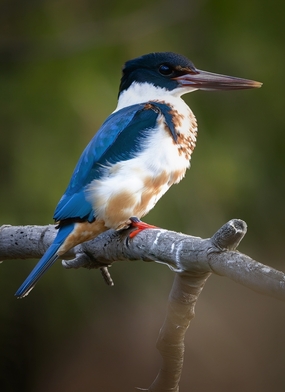 野生白领翡翠翠鸟图片